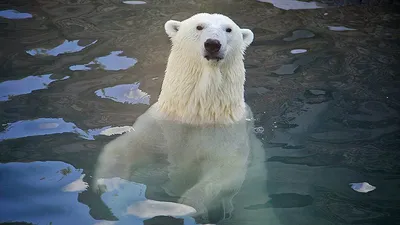 Семья полярных медведей стоковое фото. изображение насчитывающей полюс -  52465932