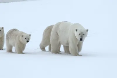 Белых медведей с медвежатами сфотографировали на свалке на Новой Земле |  The Independent Barents Observer