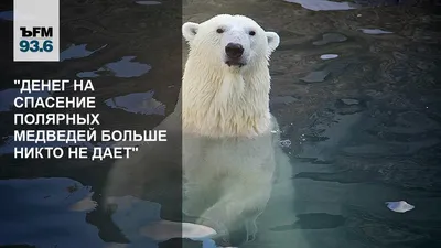 В пермском зоопарке от белых медведей спрятали еду и сняли происходящее на  видео - KP.RU