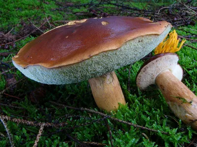 Мицелий на компосте Польский гриб на зерновом субстрате, семена, грибница,  споры, для выращивания саду, огороде | AliExpress
