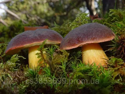 Белый гриб (Boletus edulis) - Picture Mushroom