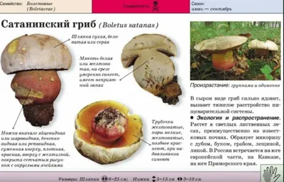 Польский гриб: 20 фото, описание, где растет и его съедобность | Поход  лайфхак | Дзен