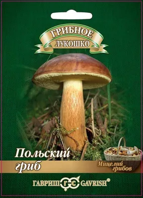 Мицелий Польского гриба / Моховик каштановый (Xerocomus badius)