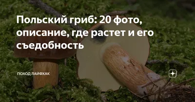 Сатанинский гриб: Как выглядит опасный двойник белого гриба