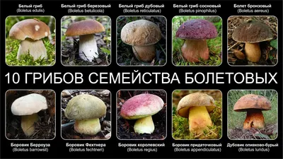 Файл:Xerocomus badius 2008.JPG — Википедия