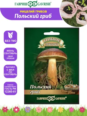 Польский гриб на зерновом субстрате, больш. пак. 15 мл – купить в питомнике  Дирижер Сада