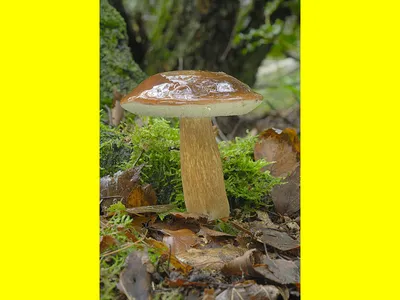 Можно ли вырастить белые грибы?