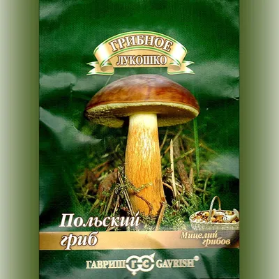Мицелий Польского гриба / Моховик каштановый (Xerocomus badius)