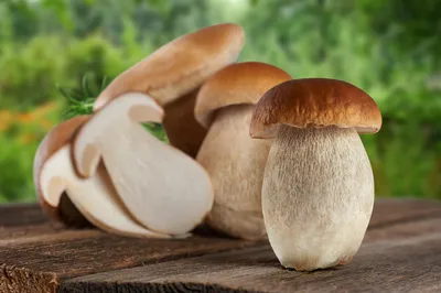 Гриб Польский гриб | Ореховый Рай