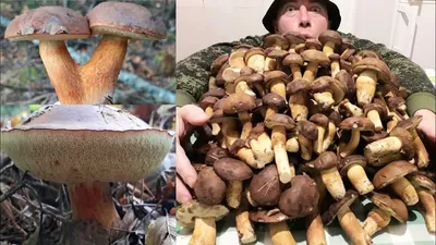 Cep Польский Гриб На Белом Фоне — стоковые фотографии и другие картинки  Peppery Bolete - Peppery Bolete, Без людей, Белый - iStock