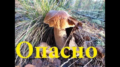 Мицелий Польского гриба / Моховик каштановый (Xerocomus badius)