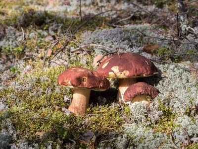 Imleria badia (Xerocomus badius), Польский гриб