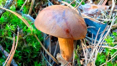 Гриб Польский Boletus badius - купить мицелий грибов в интернет-магазине