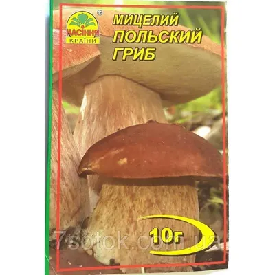 Мицелий Польского гриба / Моховик каштановый (Xerocomus badius)