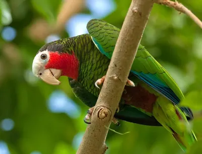 Попугай Амазон родом из Венесуэлы, домашние ручные птенцы: 460 $ - Другие  птицы Киев на BON.ua 101683215