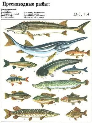 Пресноводные рыбы | Пресноводные рыбы, Пресноводная рыба, Рыба