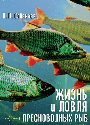 лощина пресноводных рыб, изолированная на белом фоне. Стоковое Изображение  - изображение насчитывающей кашевар, отдых: 222836885