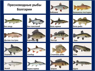 Пресноводные рыбы Болгарии и можно ли в озере поймать бабушку? - Ribazabira  %