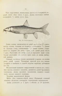 много пресноводных рыб в контейнере Стоковое Изображение - изображение  насчитывающей свеже, лакомка: 224389093