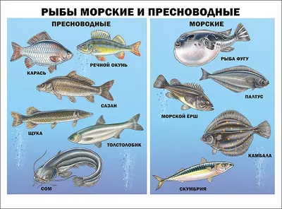 Три новых вида пресноводных рыб с Дальнего Востока - ФНЦ Биоразнообразия