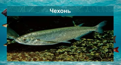 Пресноводная рыба России: виды, речные и озерные хищники как объекты рыбалки