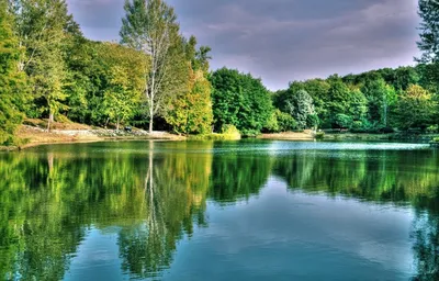 Бесплатное изображение: лес, на берегу озера, берег, вода, пейзаж, Река,  озеро, Природа, дерево, трава