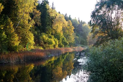 Обои для рабочего стола Германия Sauerland Природа лес речка