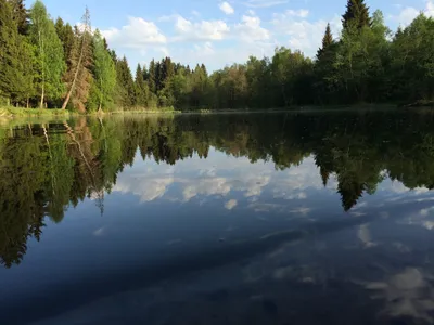 Картина маслом на заказ пейзаж лес природа зелёный Москва лето в  интернет-магазине Ярмарка Мастеров по цене 7000 ₽ – LTEQWBY | Картины,  Москва - доставка по России