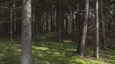 Лето Лес — стоковые фотографии и другие картинки Без людей - Без людей,  Горизонтальный, Дерево - iStock