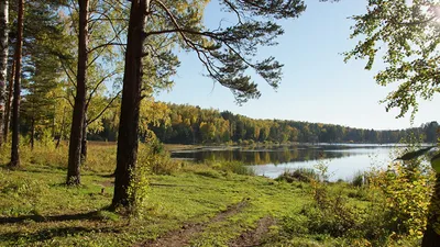 Лето лес, лучи, красота, утро вечер, деревья фото, обои на рабочий стол