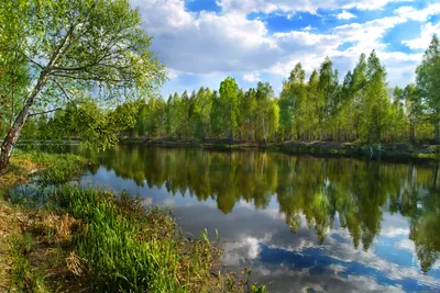 Картинки лето, летний, пейзаж, природа, луг, лужайка, берег, река, озеро,  вода, залив, лес, лесной, трава, цветы, цветок, солнце, солнечный, свет -  обои 1280x1024, картинка №349876