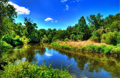 Скачать обои лес, река, природа, ohinemuri river, раздел природа в  разрешении 4320x2802 | Обои для рабочего стола, Река, Пейзажи