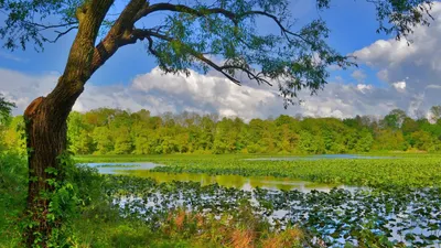 Красивая Природа, Лето, Река И Деревья Фотография, картинки, изображения и  сток-фотография без роялти. Image 11121645