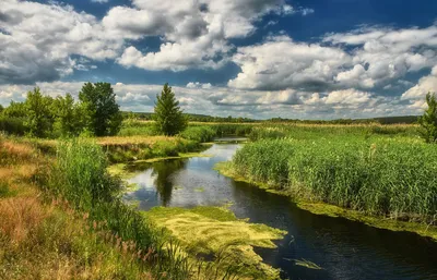 Река Величка в Выборгском районе стала памятником природы