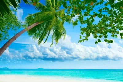 картинки : пляж, море, воды, природа, океан, горизонт, цветок, береговой,  лето, отпуск, Залив, водное пространство, цветы, Соединенные Штаты, мыс  4912x3264 - - 1176492 - красивые картинки - PxHere
