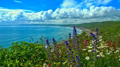 Картинки природа, лето, море, залив, побережье, англия, полевые цветы,  облака - обои 1920x1080, картинка №178976