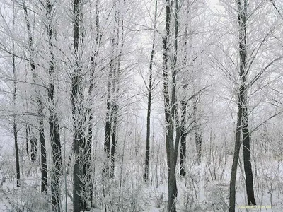 Фото природы зима высокого разрешения фото