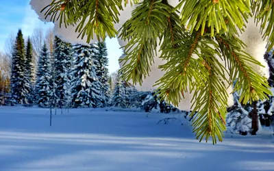 Фон рабочего стола где видно nature, winter, snow, tree branch in the snow,  winter landscape, природа, зима, снег, ветка елки в снегу, зимний пейзаж