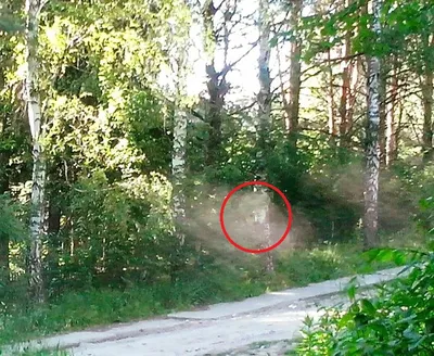 Привидение в лесу увидела жительница Академгородка