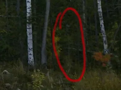 Призраки в лесу\": таинственные сущности на фото взволновали сибиряков -  KP.RU