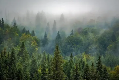 Фото: Лес призраков (The Forest) | Фото 10