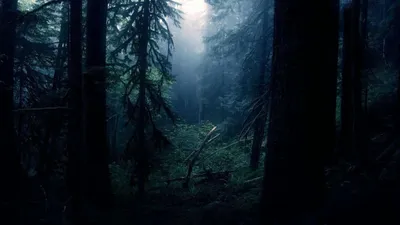 Страшная женщина-призрак, стоящая в лесу с привидениями | Премиум Фото