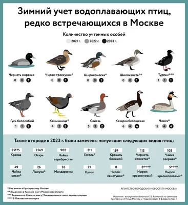 Почему на Земле так много разных птиц