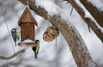 Оставаться людьми. Чем и зачем кормить птиц зимой: Общество: Облгазета