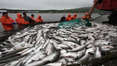 коллекция морских красивых рыб на белом фоне. плоская рыба. векторная  иллюстрация. сбор рыбы. Иллюстрация штока - иллюстрации насчитывающей  пикирование, характеры: 217761751