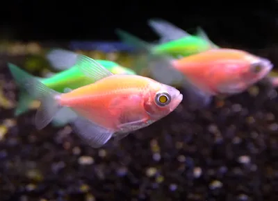 Десять простых аквариумных рыб, которые всегда любят новички