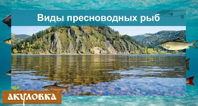 Почему речная рыба костлявее морской? Миф или реальность?