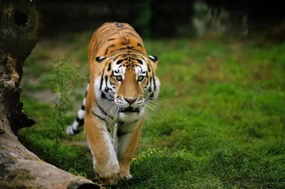Полосатый кейс: что помогает росту популяции амурских тигров | Статьи |  Известия