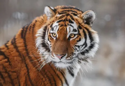 В Приморье выросла популяция амурских тигров - Российская газета