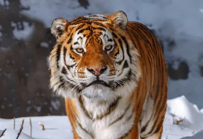 В Хабаровском крае тигры «берут в плен» местное население - МК